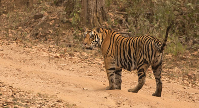 Accommodation & Hotels in Kanha National Park