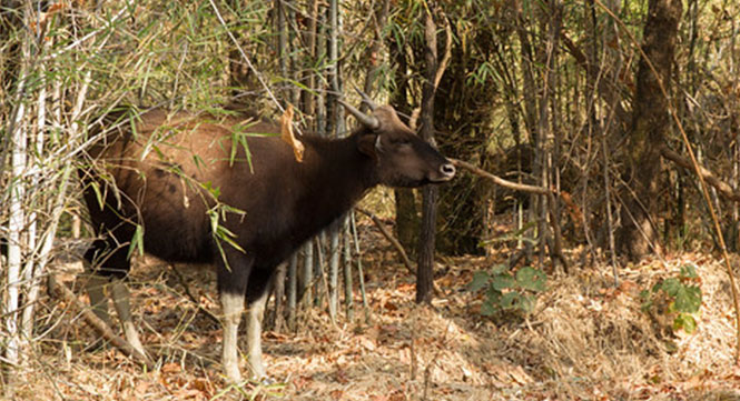 Accommodation & Hotels in Kanha National Park