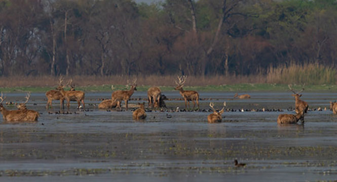 Accommodation & Hotels in Kanha National Park