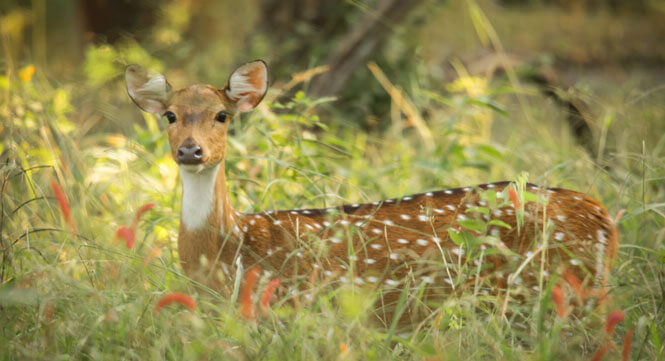 Kanha National Park Hotel