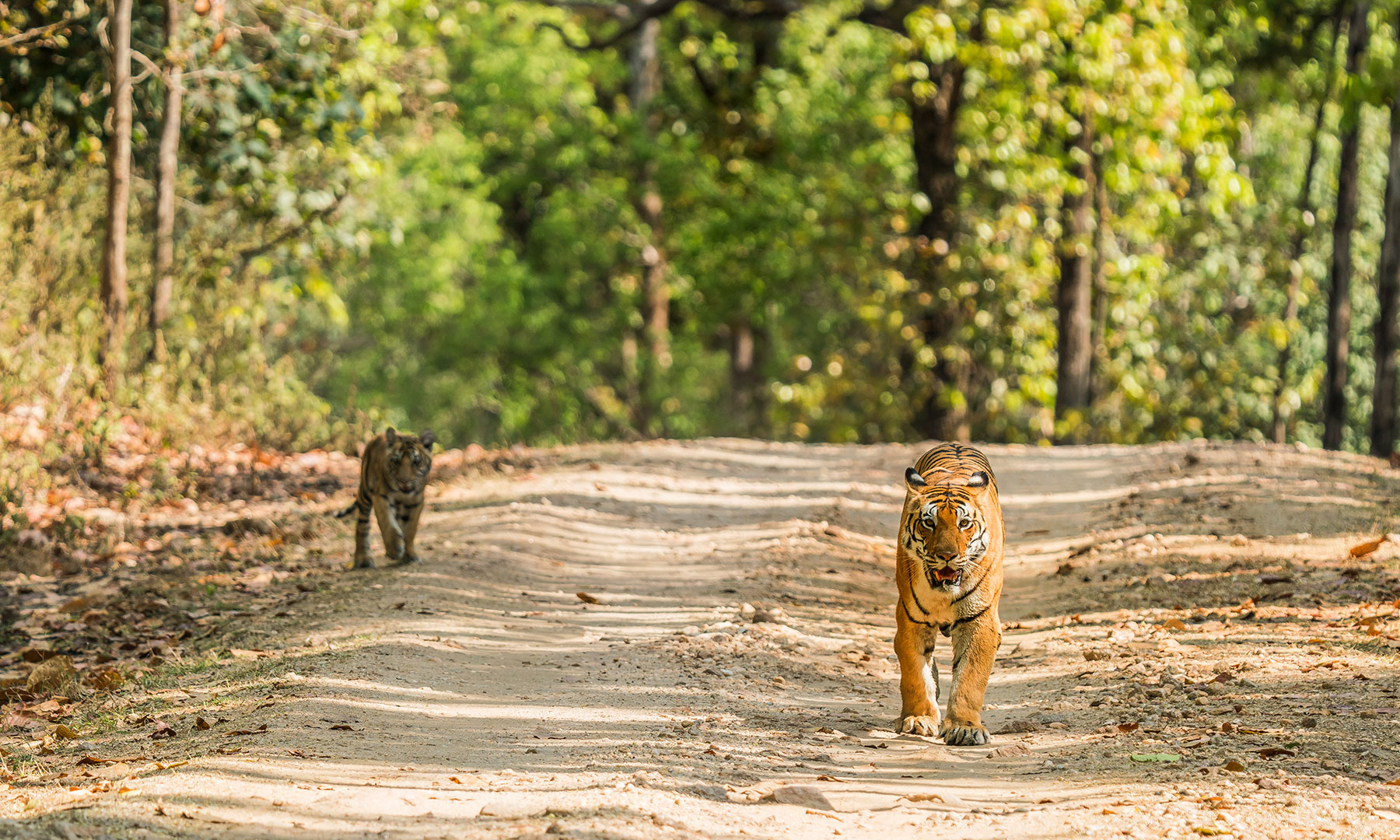 resorts in Kanha