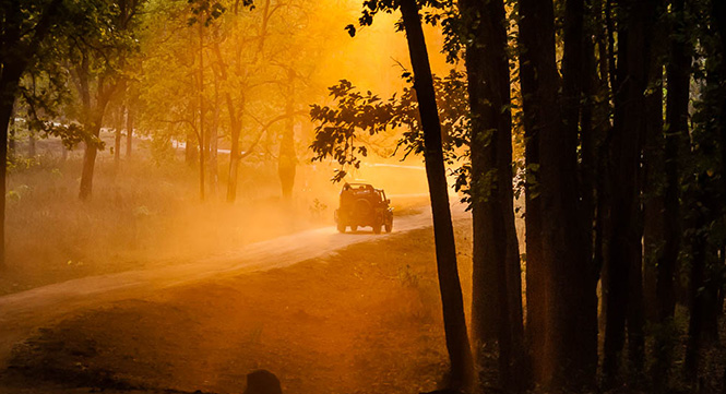 tiger safari in Kanha